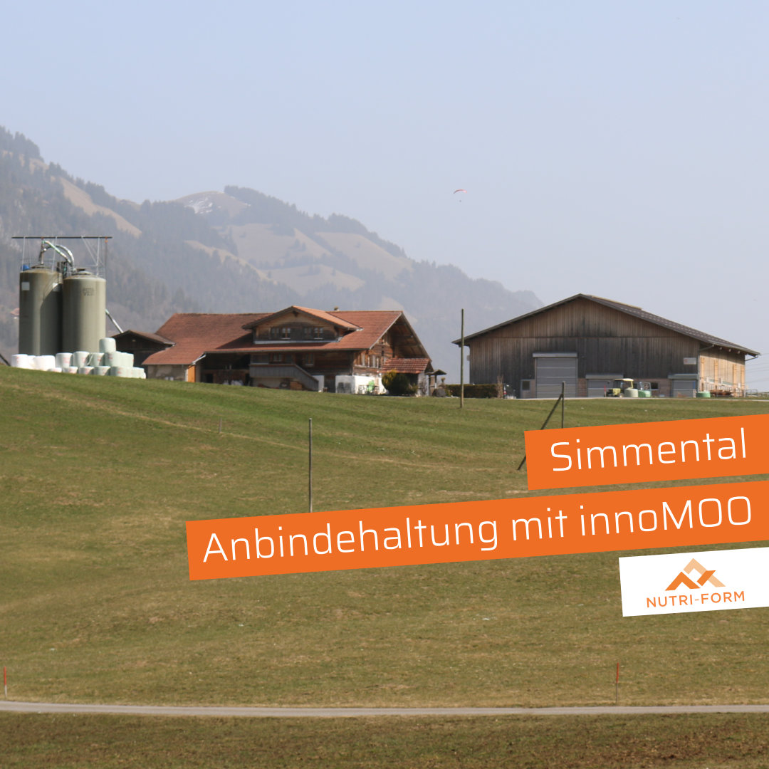 Simmental - Anbindehaltung mit innoMOO