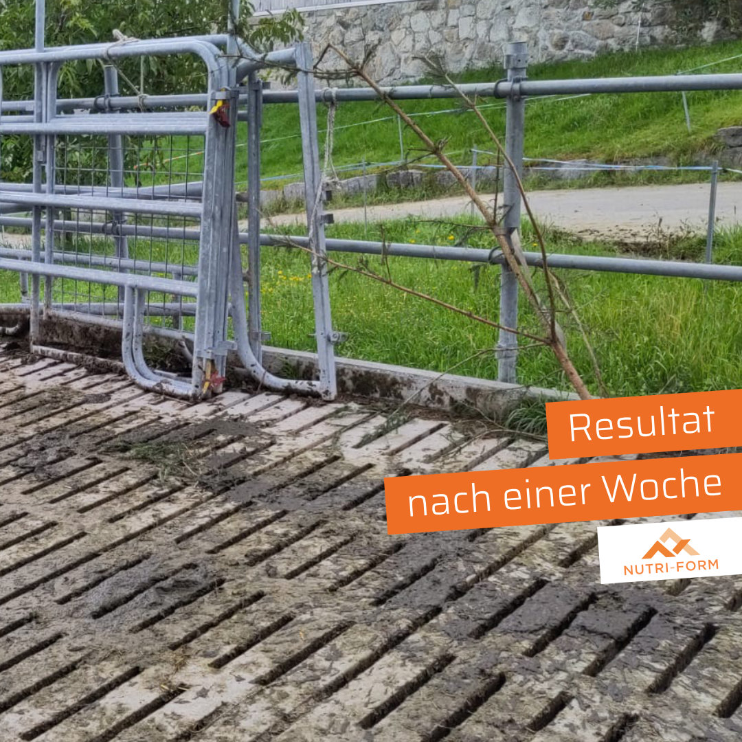 Alkalose: Resultat nach einer Woche .... und die Kühe scheinen nach mehr zu verlangen.