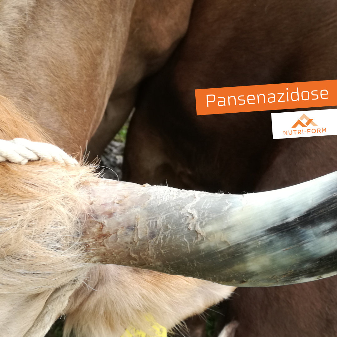 Pansenazidose