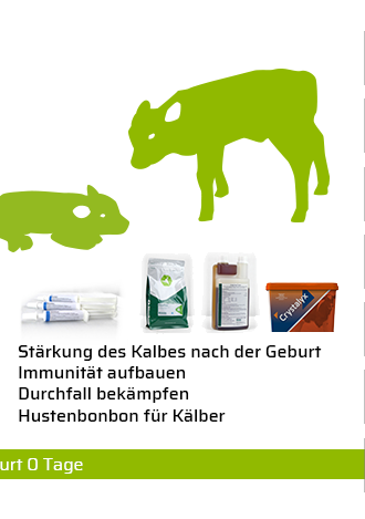 Kälber Tränkephase und Sträkung des Immunsystems