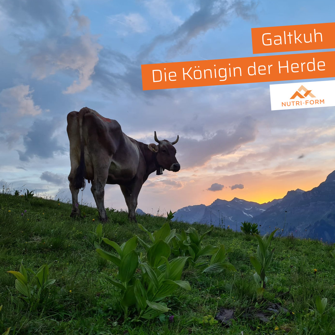 Galtkuh – Die Königin der Herde