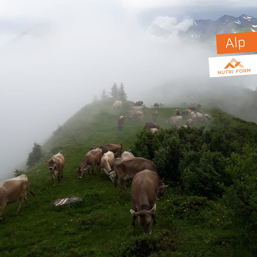 Alp und Sommerfütterung