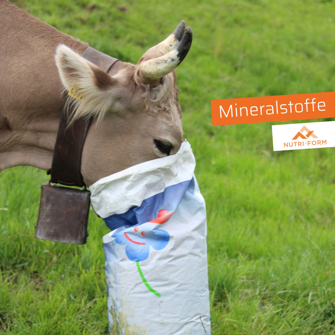 Mineralstoffversorgung – kleine Mengen, große Wirkung