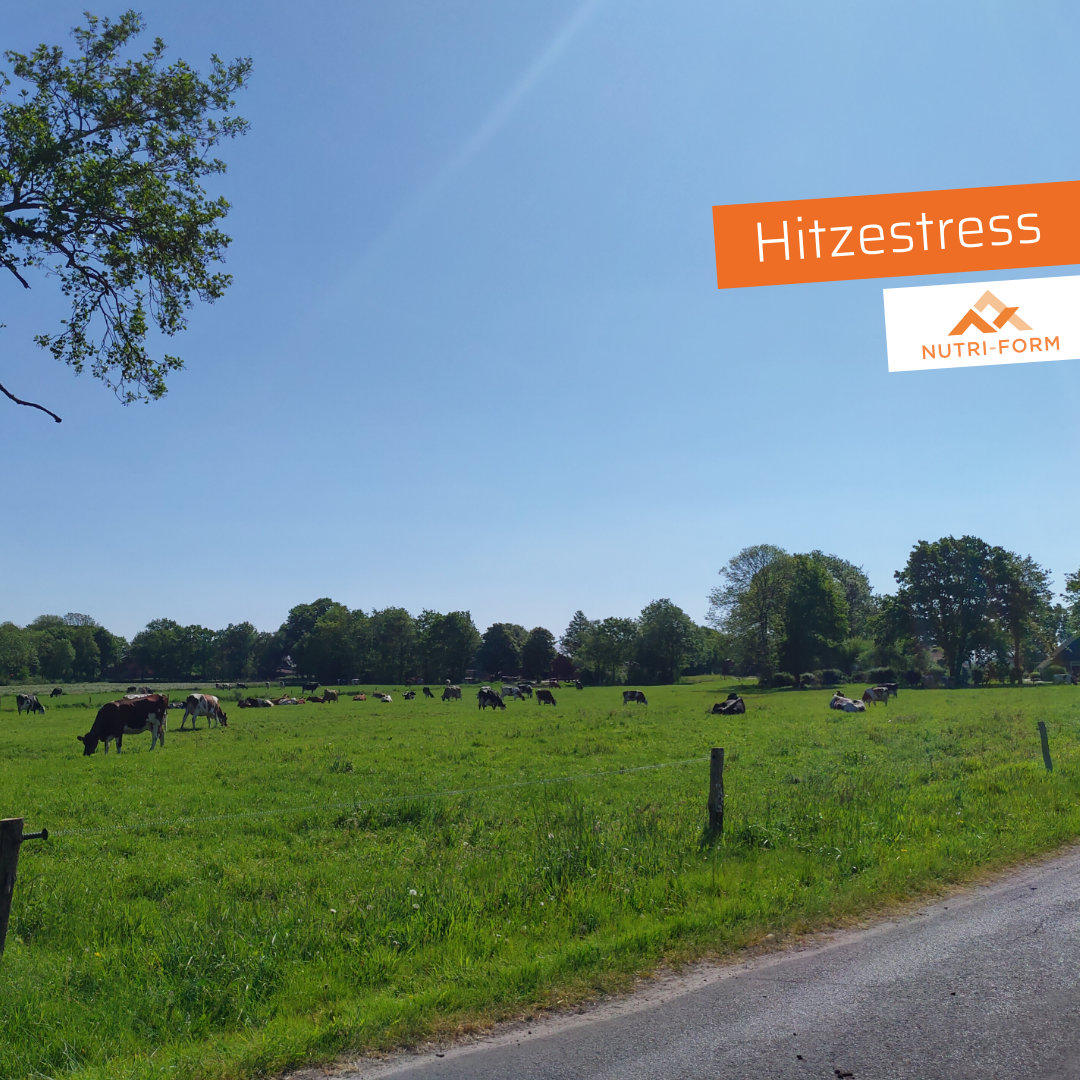 Hitzestress