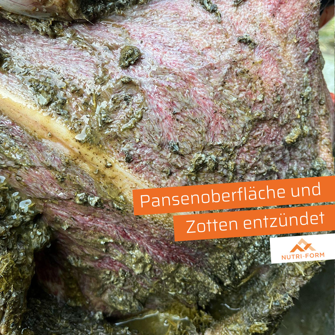 Pansenoberfläche und Zotten entzündet.