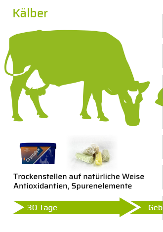 Kälber Aufzucht - 30 Tage vor der Geburt