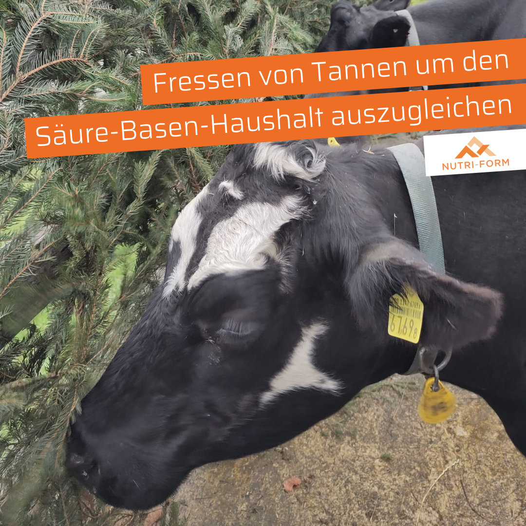 Alkalose: Fressen von Tannen, um den Säure-Basen-Haushalt auszugleichen.