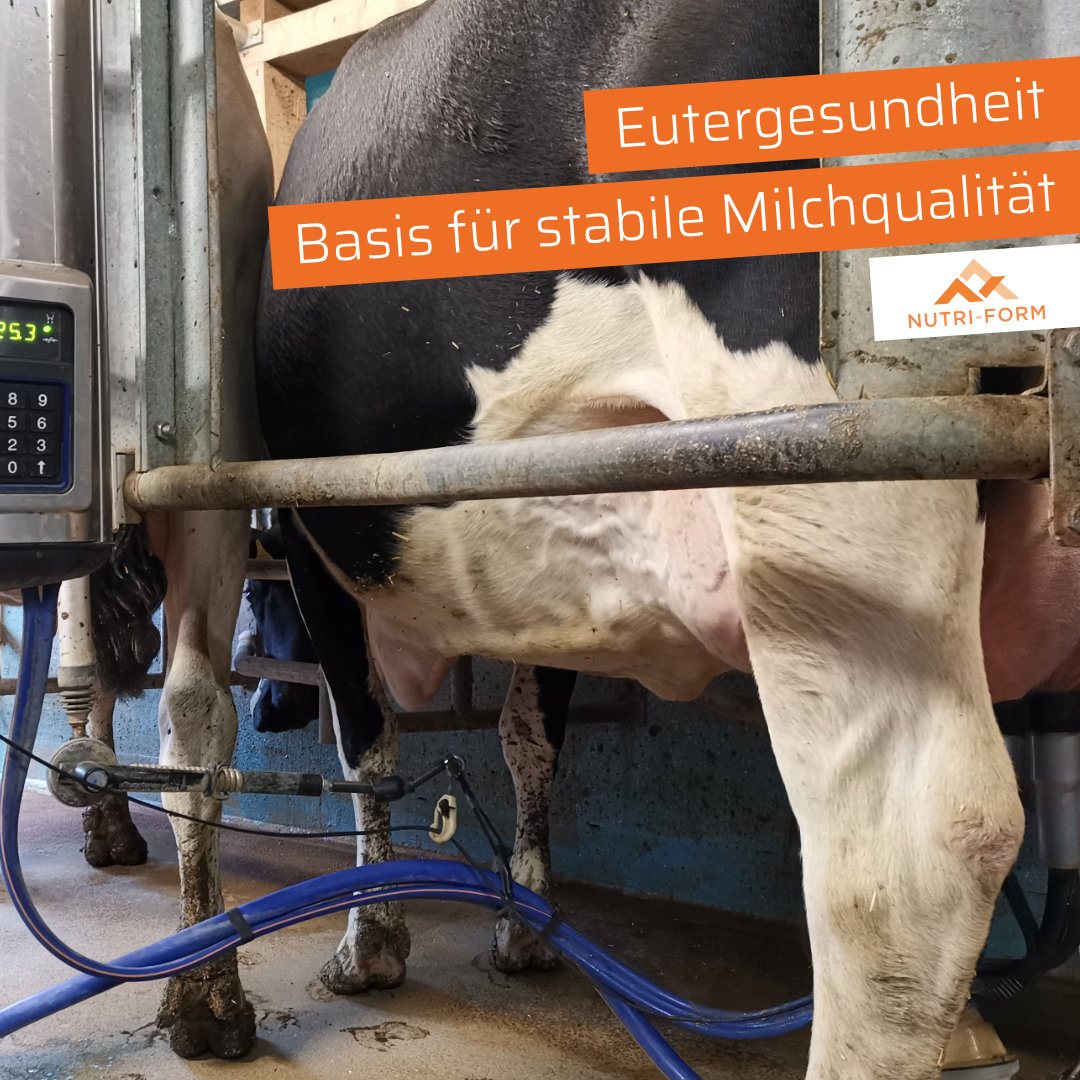 Eutergesundheit – Die Basis für stabile Milchqualität