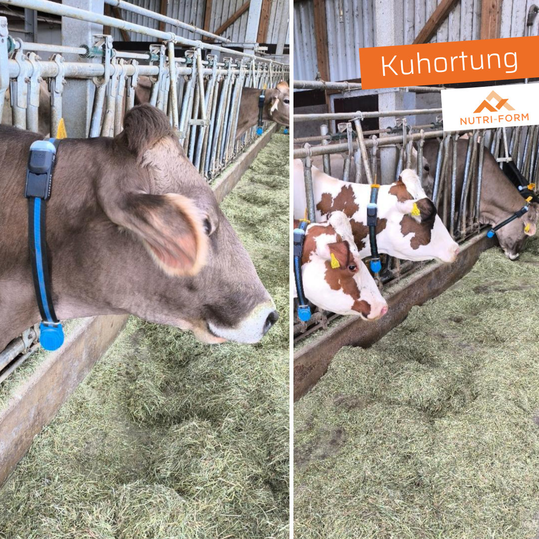 Kuhortung – Finden ohne zu suchen