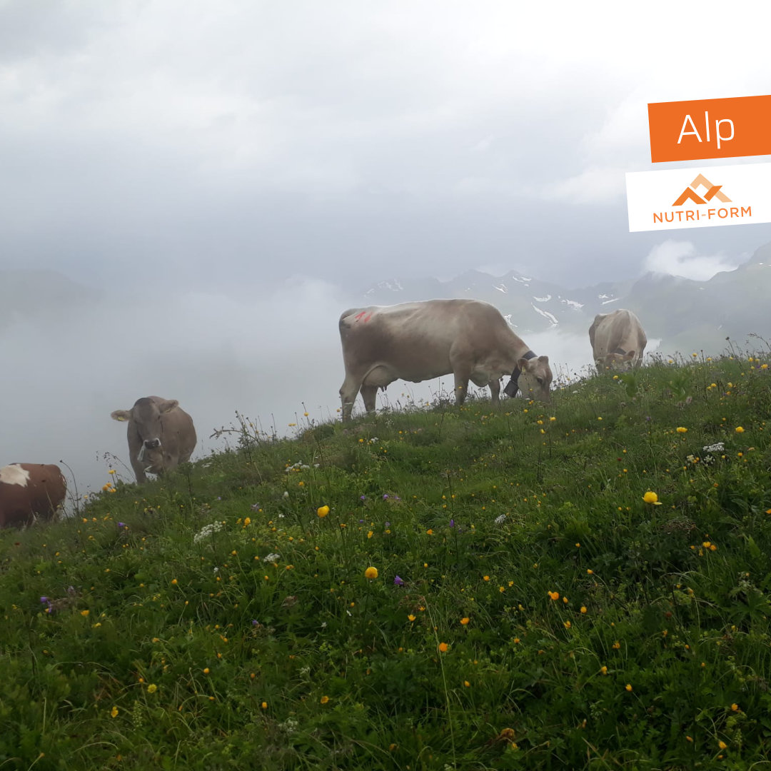 Alp und Sommerfütterung