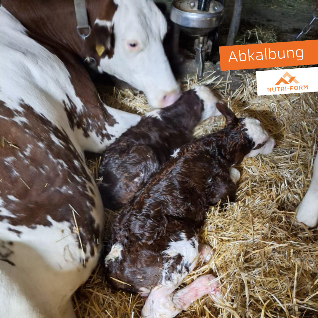 Abkalbung