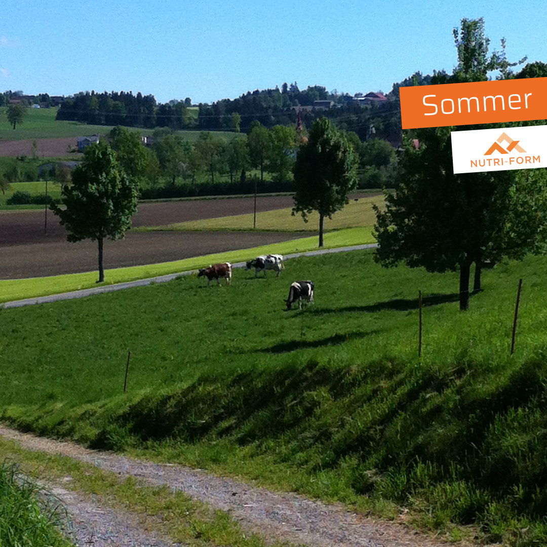 Sommer