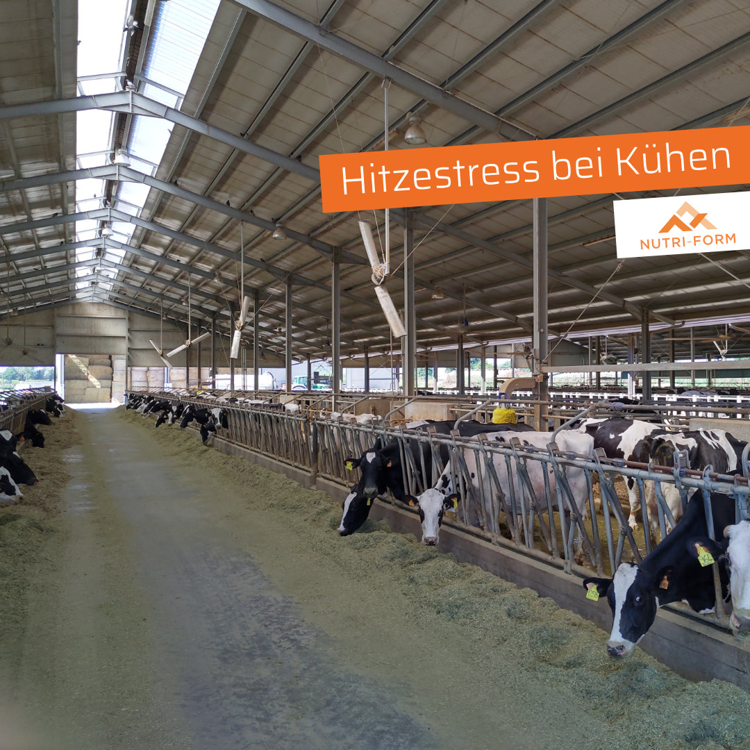 Hitzestress bei Kühen