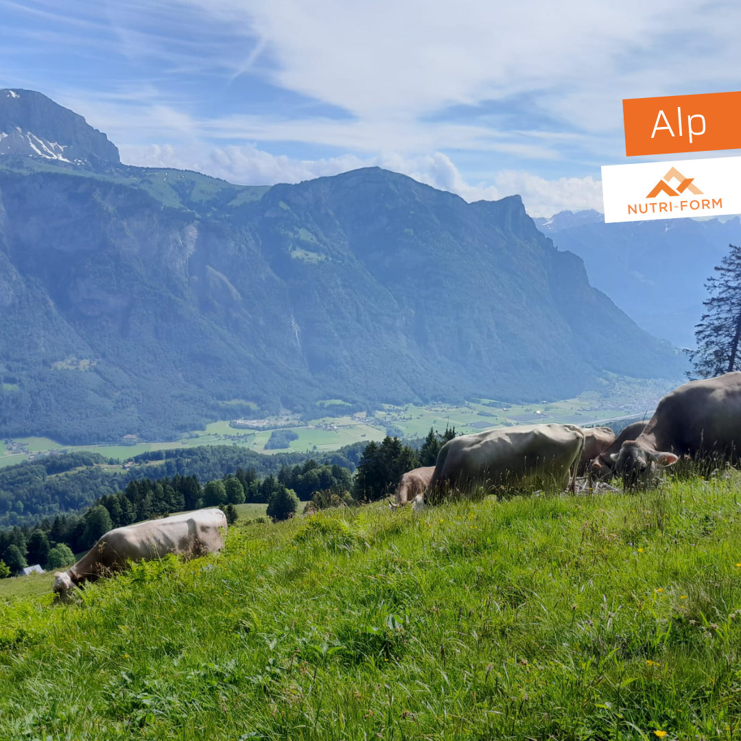 Alp und Sommerfütterung