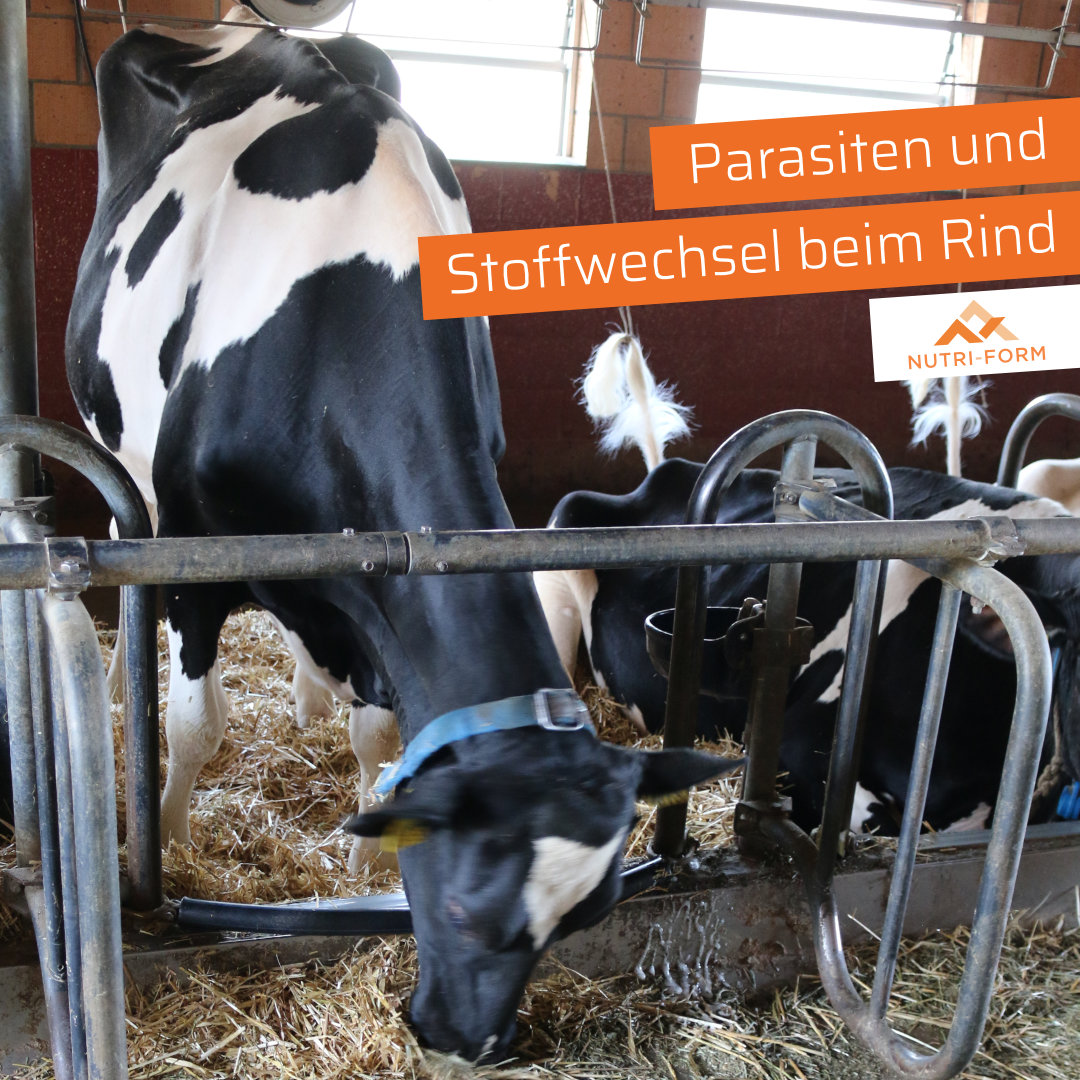 Parasiten und Stoffwechsel beim Rind