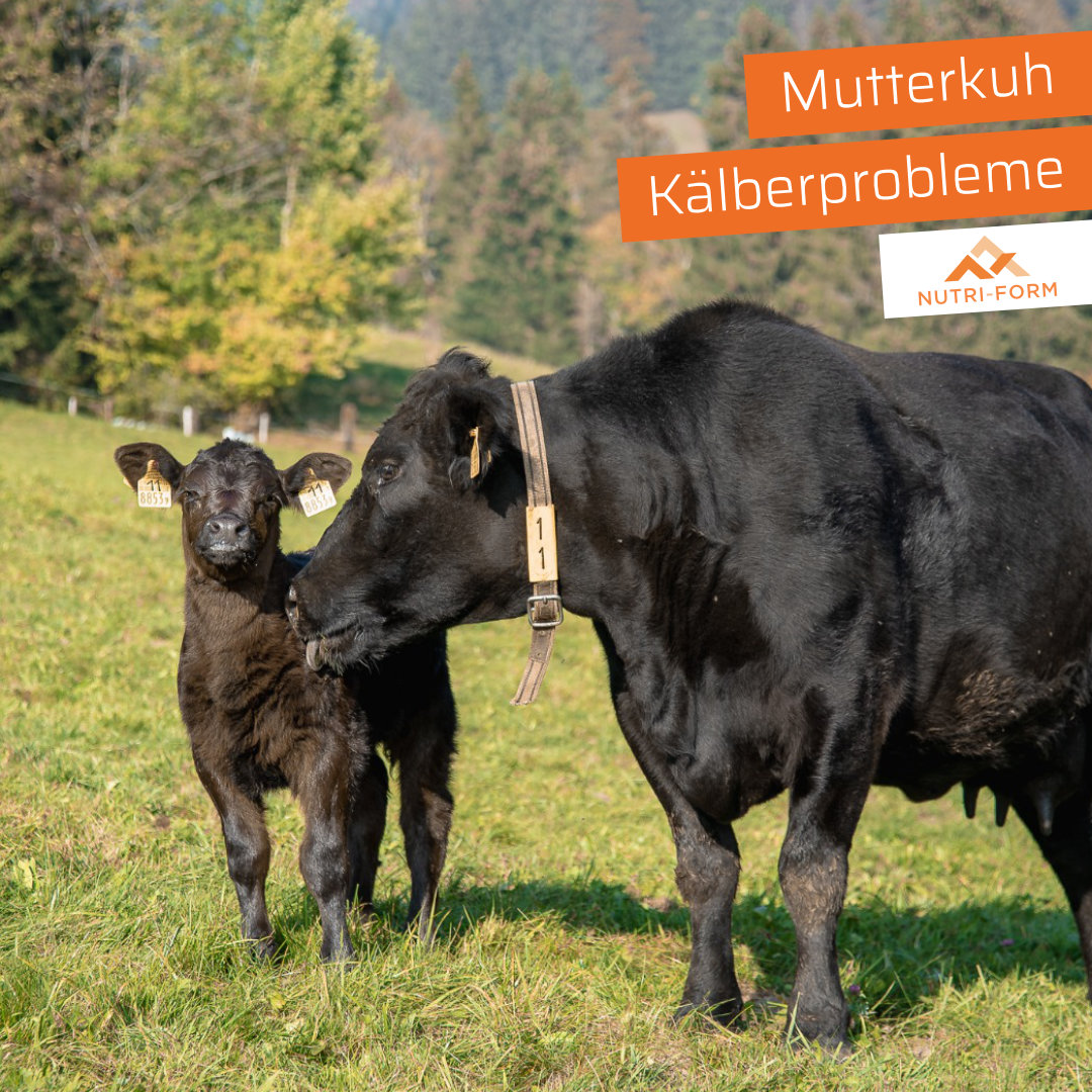 Mutterkuh – Kälberprobleme