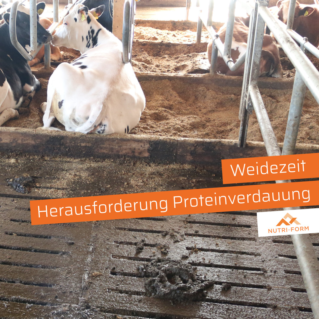 Weidezeit - Herausforderung Proteinverdauung