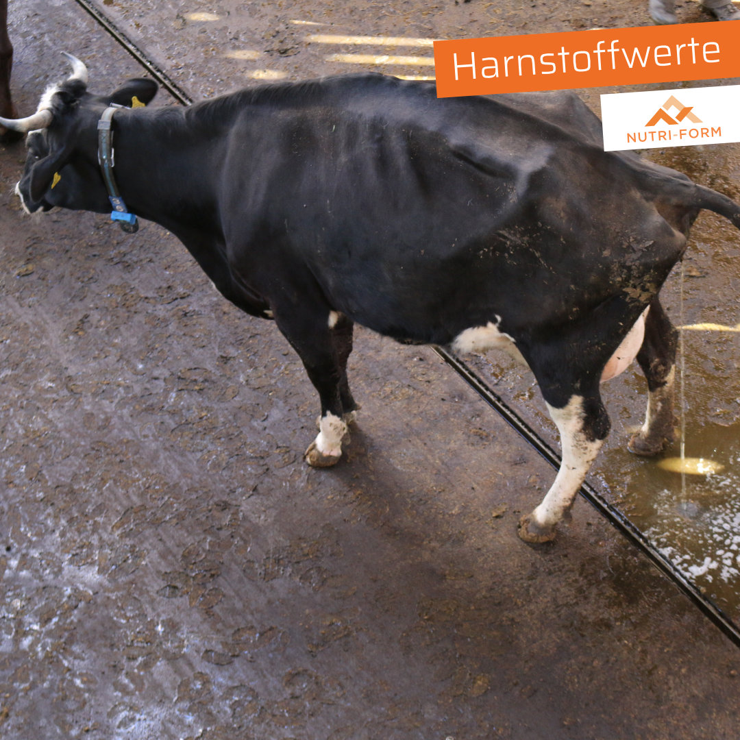 Harnstoffwerte – Balance zwischen Energie und Eiweiß