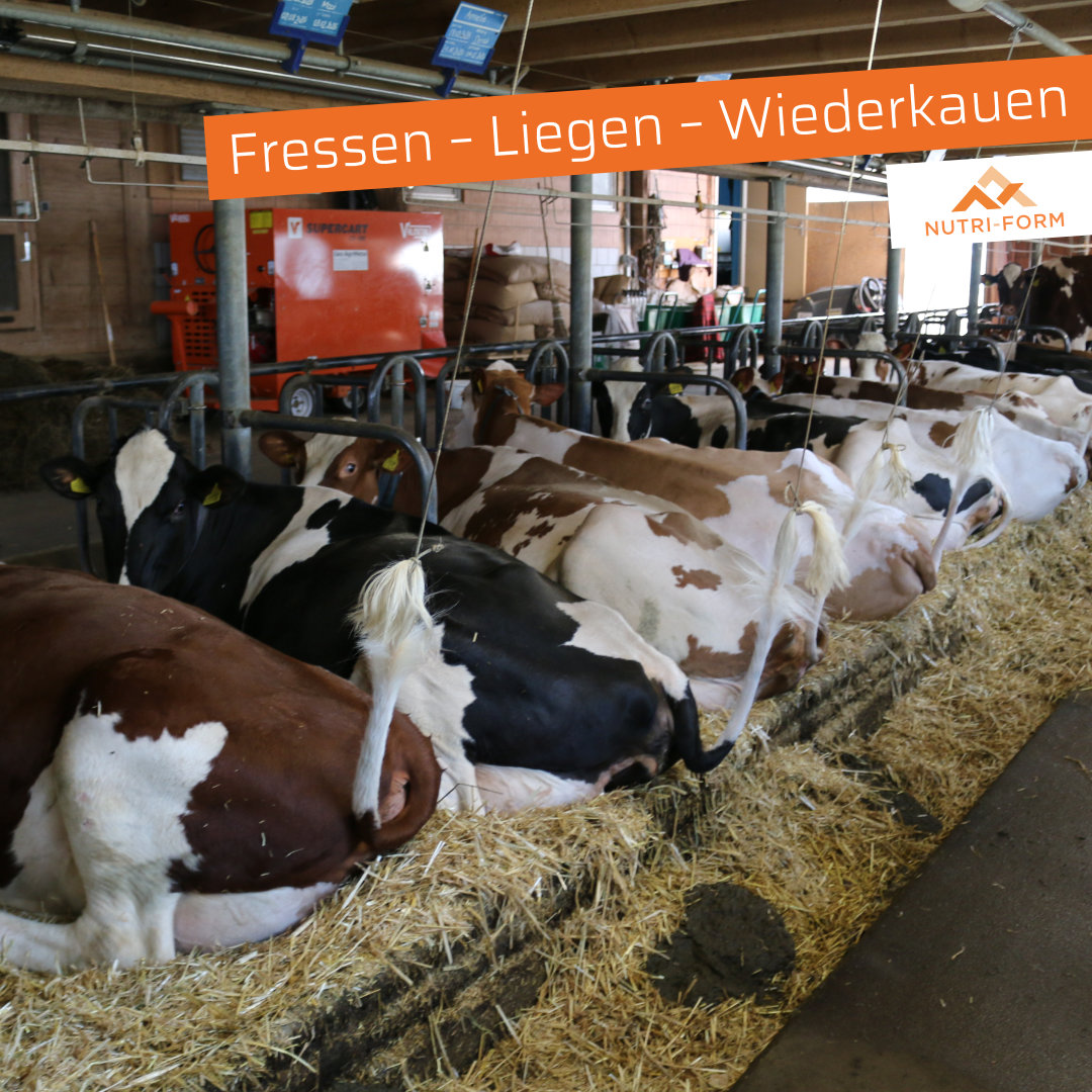 Fressen – Liegen – Wiederkauen - die drei Grundfunktionen