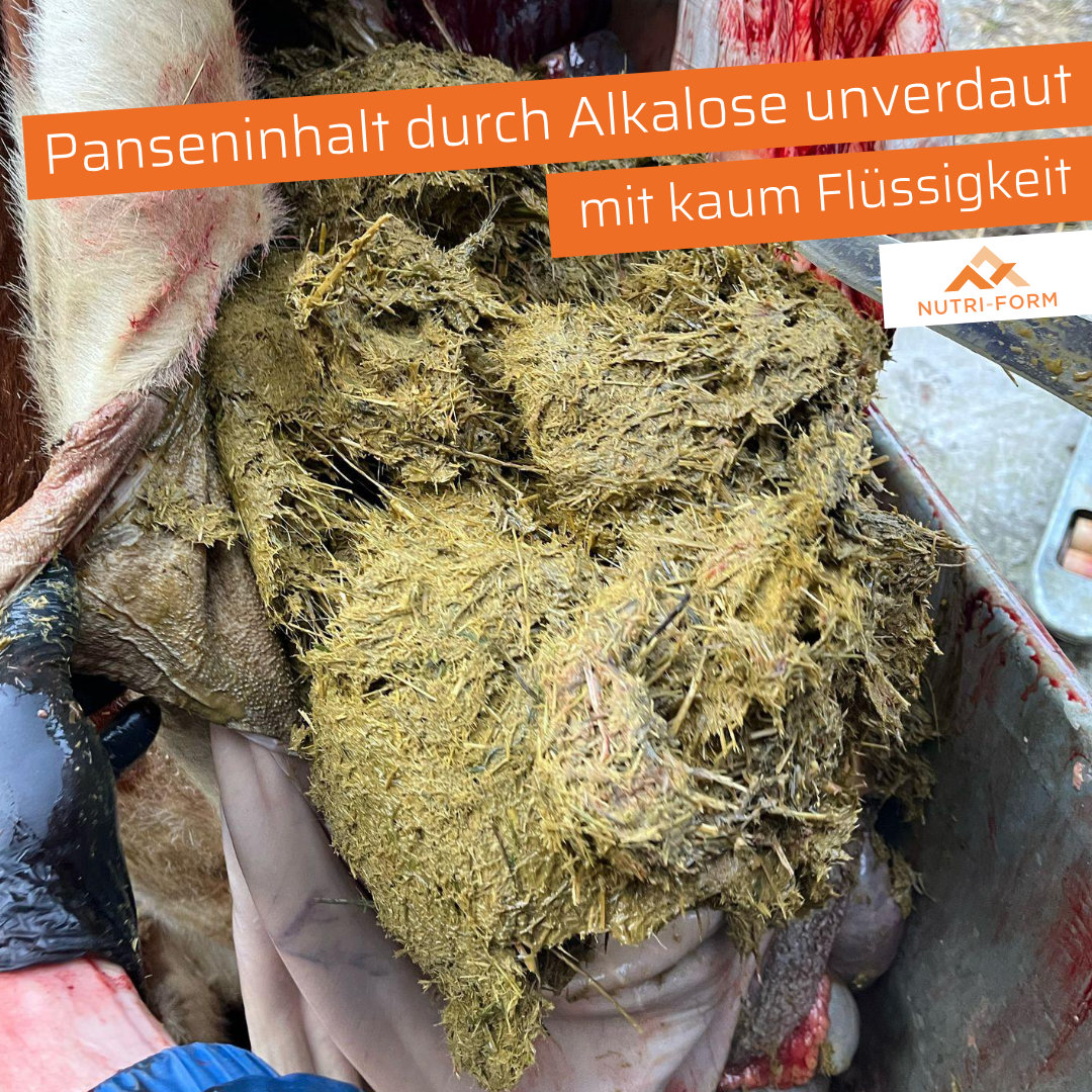 Panseninhalt durch Alkalose unverdaut mit kaum Flüssigkeit