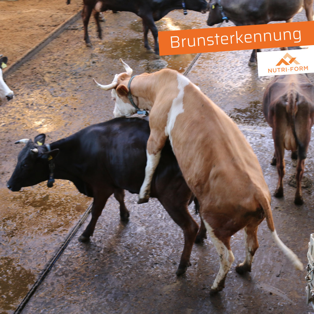Brunsterkennung