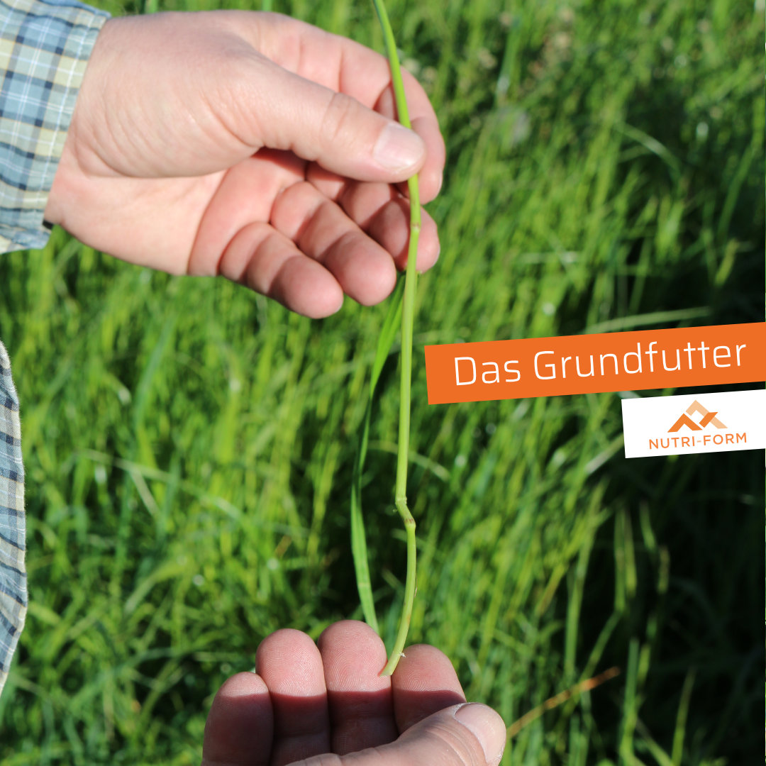 Der Grasshalm - das Grundfutter