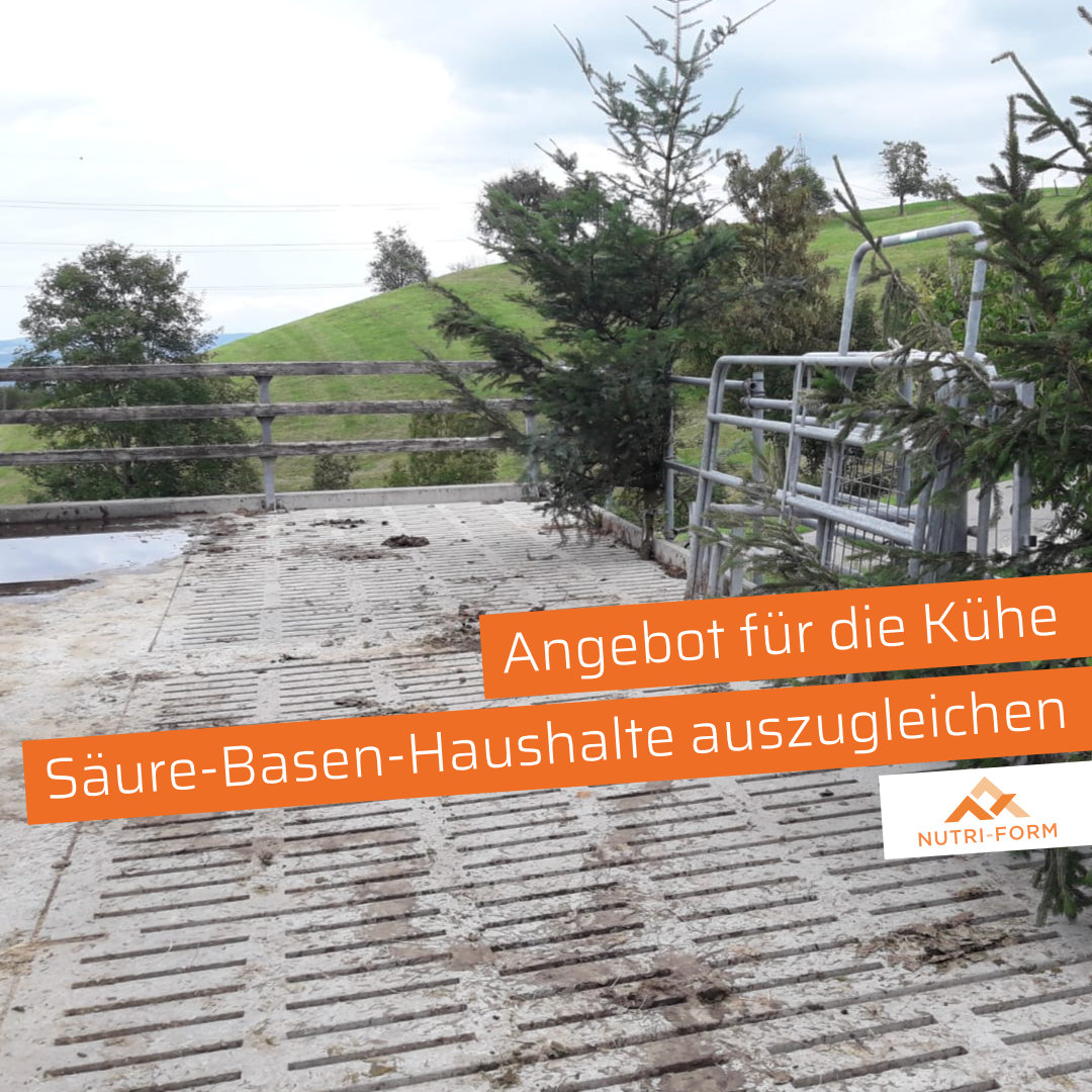 Alkalose: Angebot für die Kühe ihren Säure-Basen-Haushalte auszugleichen.