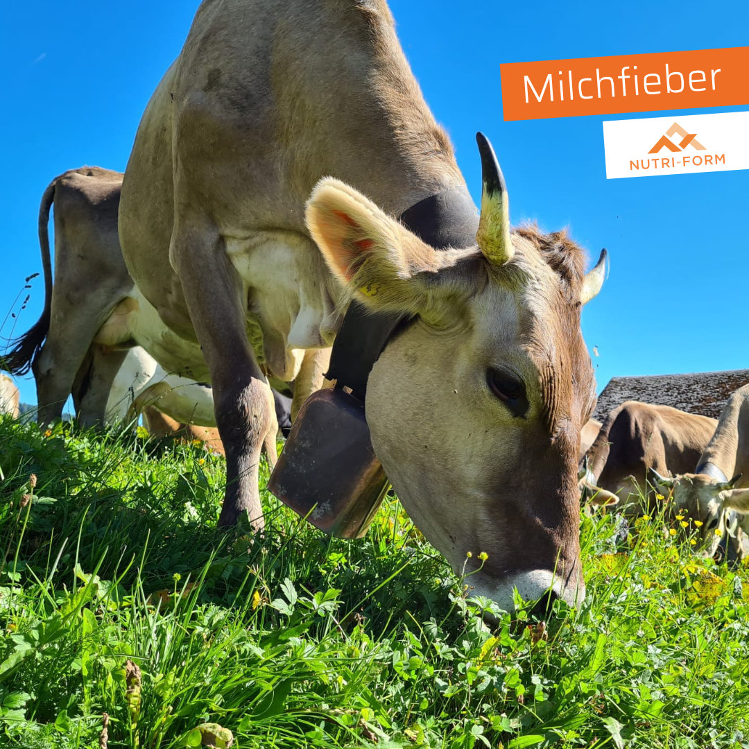 Milchfieber – Calcium richtig managen