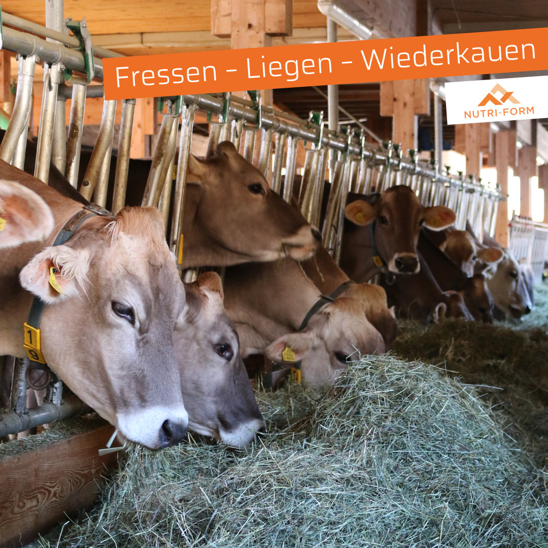 Fresszeiten zeigen Energieaufnahme und Pansenaktivität