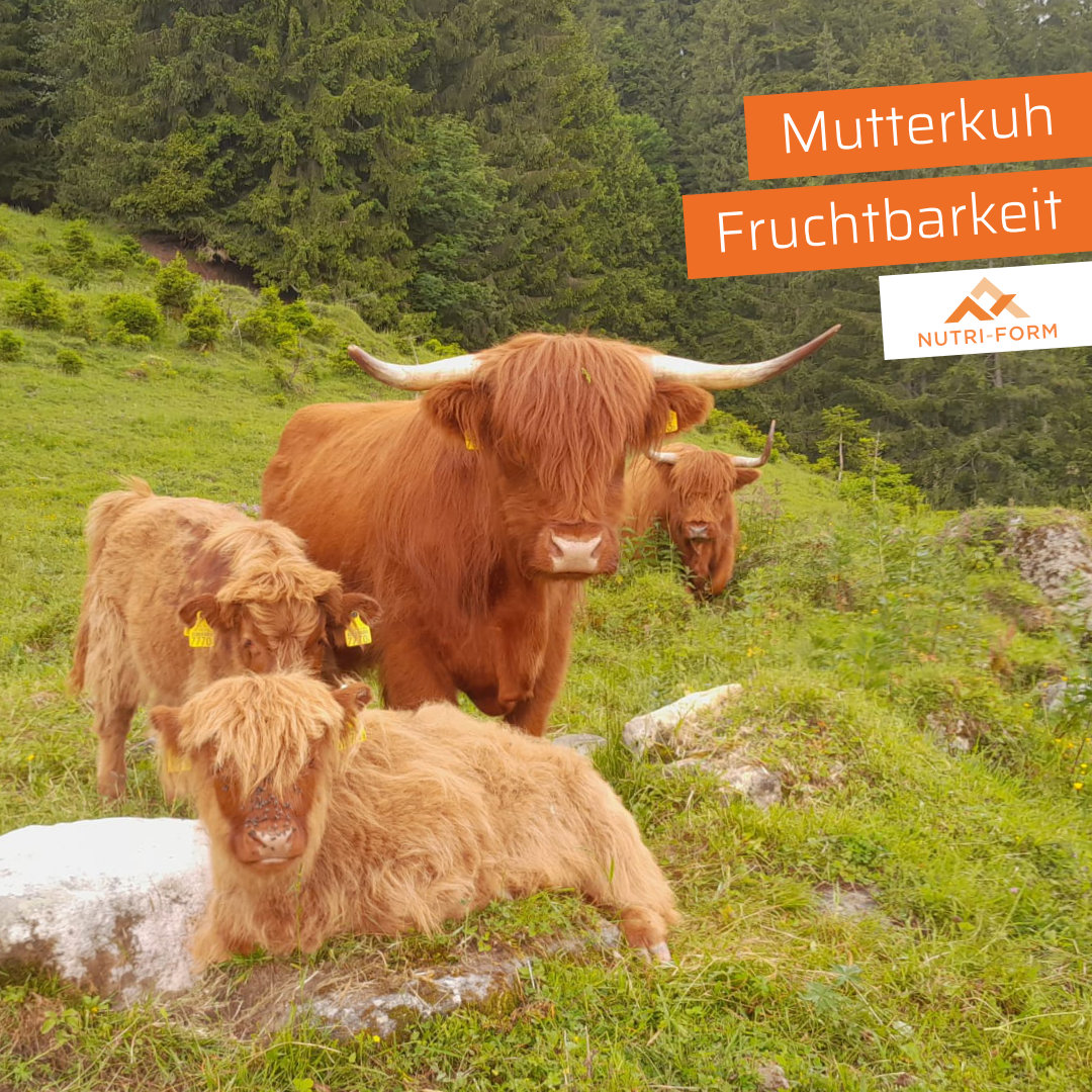 Mutterkuh – Fruchtbarkeit
