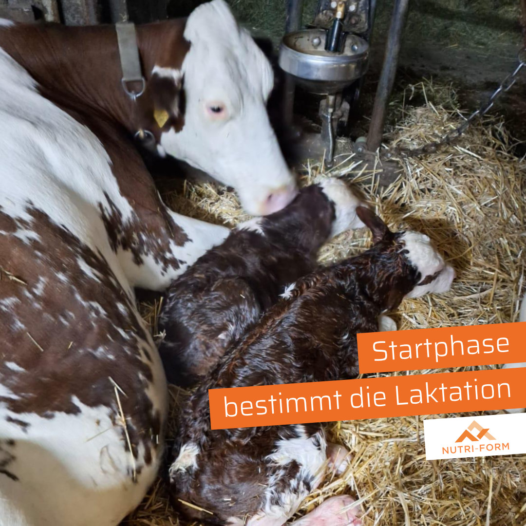 Startphase – der entscheidende Moment der Laktation