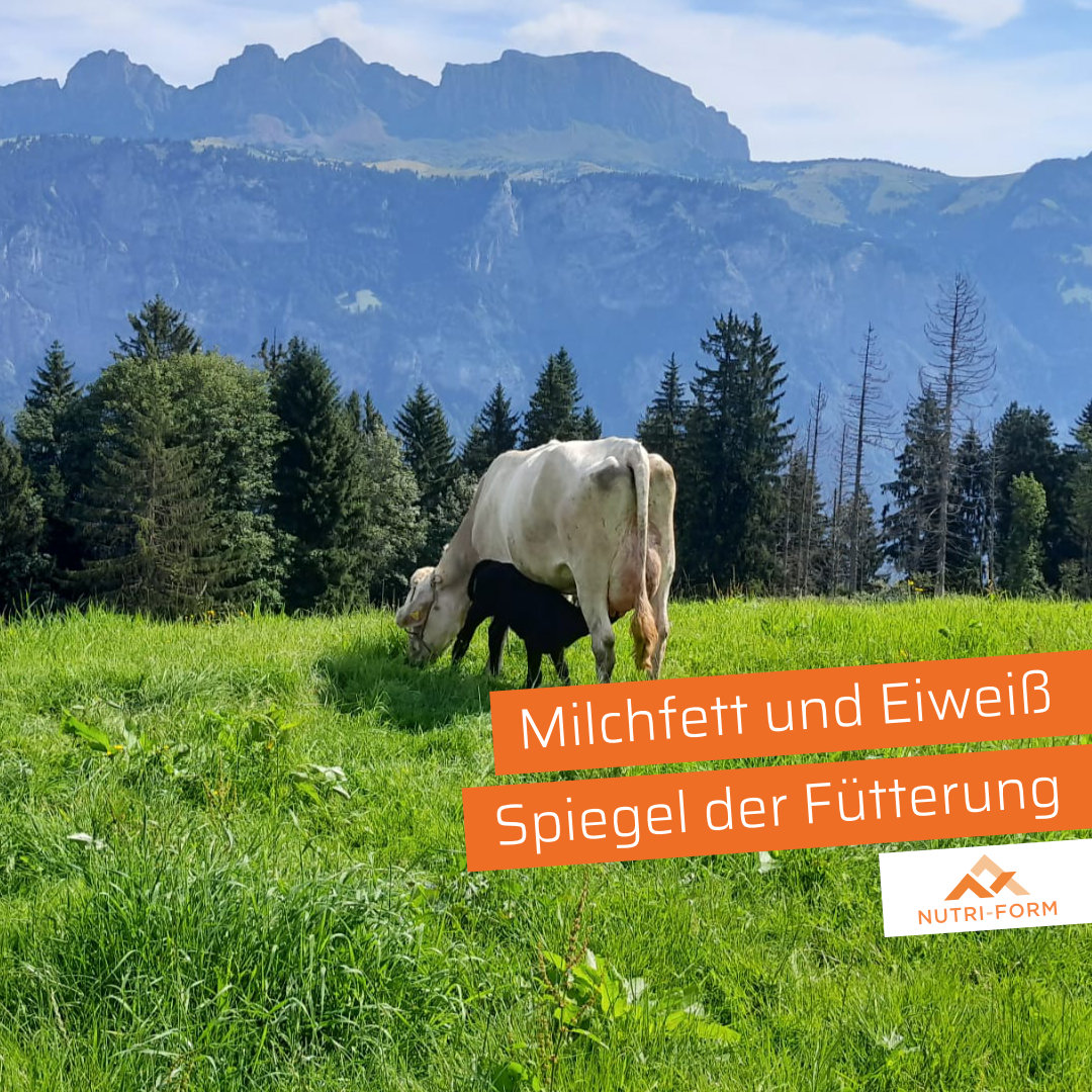 Milchfett und Eiweiss – Spiegel der Fütterung