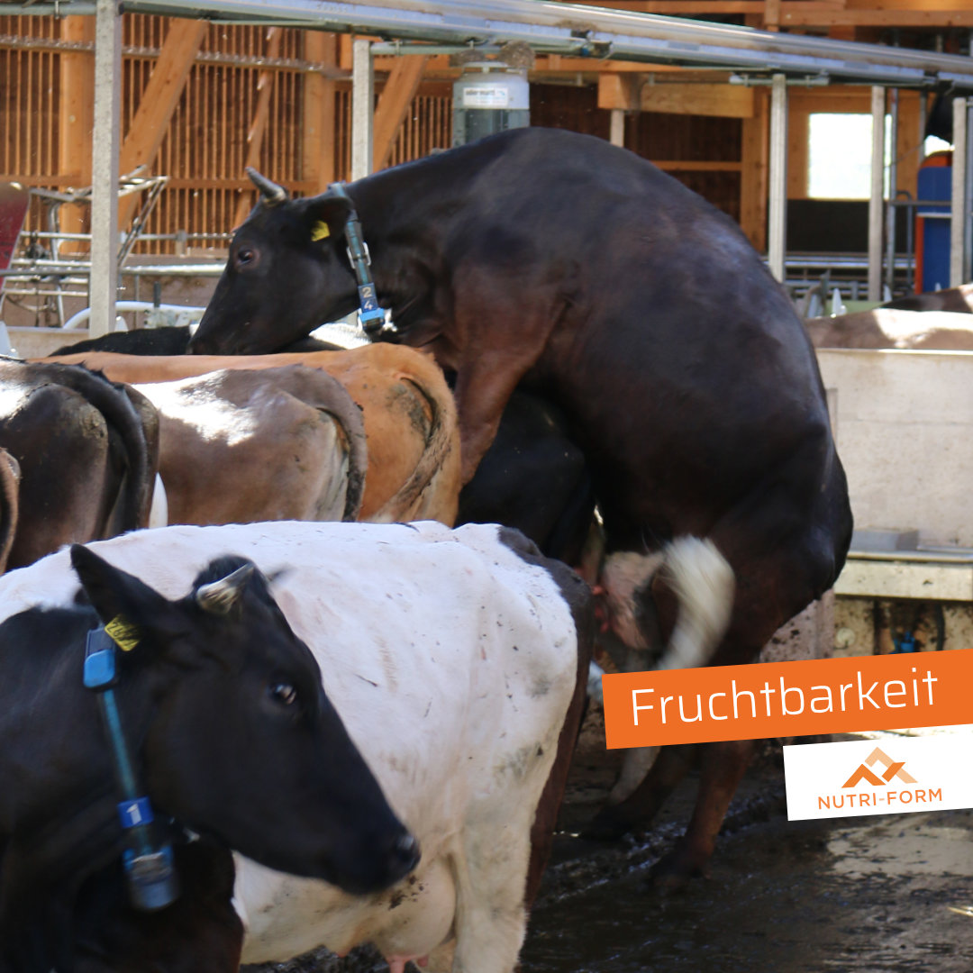 Besamung – Fruchtbarkeit durch Fütterung und Management sichern