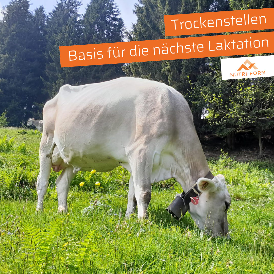Trockenstellen – die Basis für die nächste Laktation