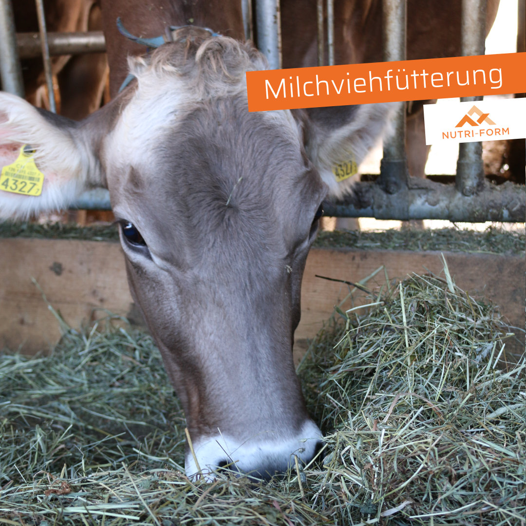 Milchviehfütterung