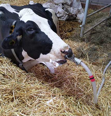 Alkalose: Drenchen gegen Dehydrierung und einen Speichel mit Proteinüberschuss.