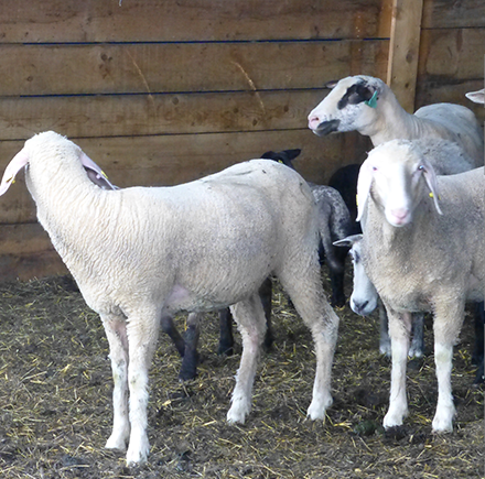 Schafe und Ziegen - Parasitenmanagement