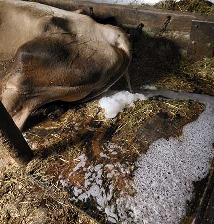 Alkalose: Ausfluss der Gebärmutter mit schaumigem Harn.