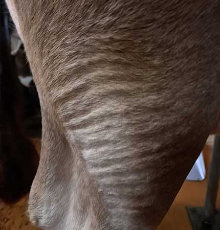 Alkalose: Raues glanzloses Haarkleid