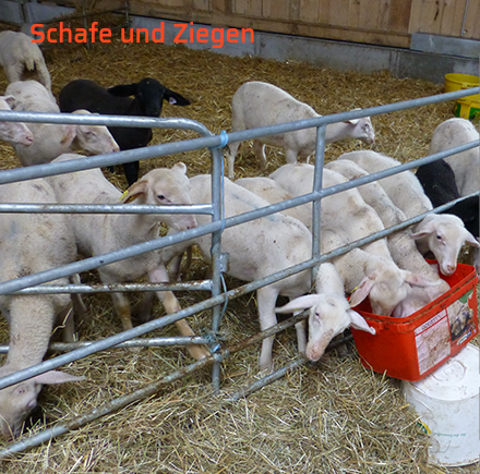Schafe und Ziegen - Lämmerdurchfall