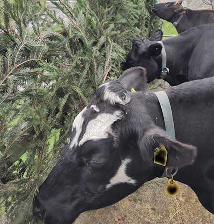 Alkalose: Fressen von Tannen, um den Säure-Basen-Haushalt auszugleichen.